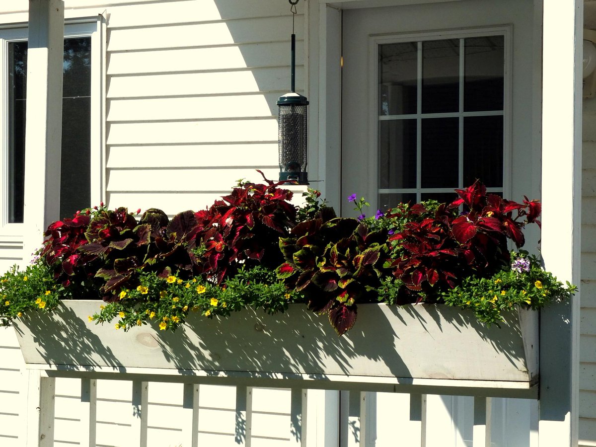 Bromebirdcare's tweet photo. #Plants and #feeders are an essential part of our #office decor! #funworkplaces #birds http://t.co/0KHlMwe7kl