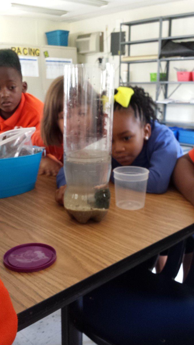MisterCheatham's tweet photo. The students of @mrstarkrm20 and @MisterCheatham adding crickets, betta fish, and earthworms to our Eco-Columns! http://t.co/uSCkiib9O5