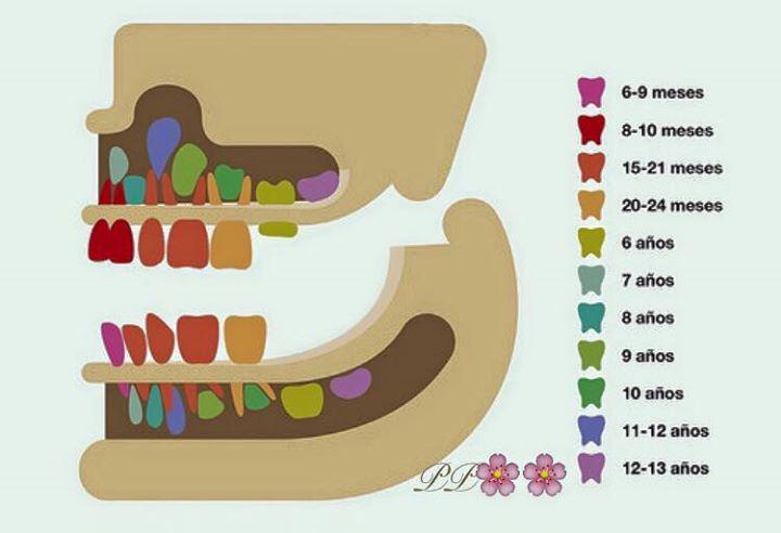 Interesante 
PP🌸🌸
Erupción del primer diente 
Entre los 6 a 9 meses.
Pero en algunos casos… ift.tt/1QMF60n,