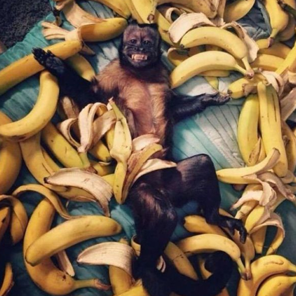 KaraokeLEX's tweet photo. This is us. But instead of bananas, it's beer. http://t.co/1iJMSMgixN