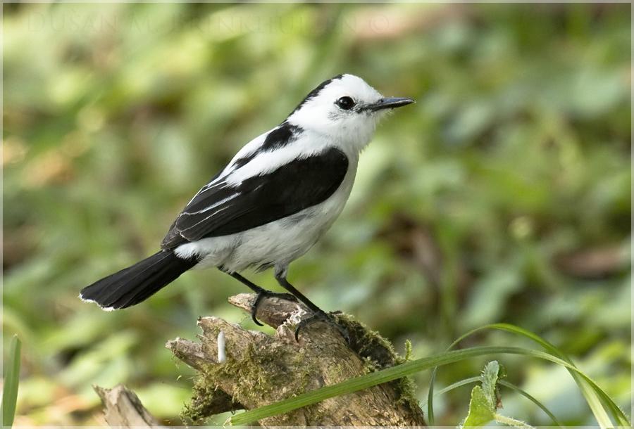PIED WATER-TYRANT found by Mauricio Ruano on 14 Sept in Baeza. Photo by Dusan B: