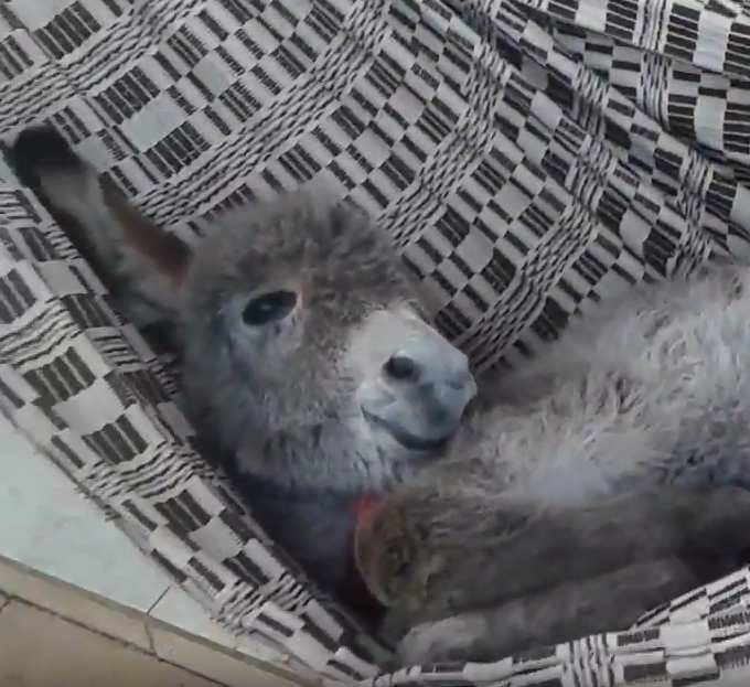 CBSViral's tweet photo. Baby donkey swings in a hammock and loves it #HereComesTheWeekend. #viral. @NDreports. CLiCK https://t.co/7DVSPrMpUQ http://t.co/wCQYHJPWfW