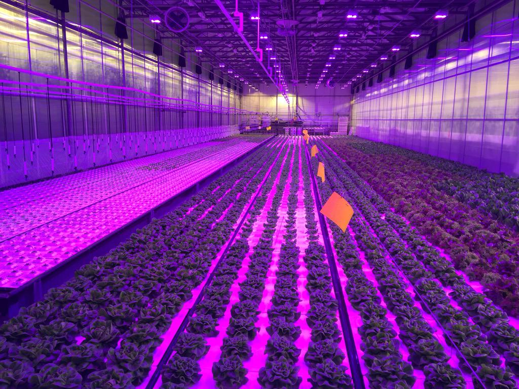 doefs's tweet photo. Excited for the @LumiGrow #SmartPAR system upgrade and also great to meet Kevin and Nate. #LED #Lettuce http://t.co/hqhrVkVIA8
