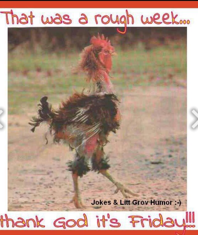MoCawley's tweet photo. ENJOY!! This sick chicken made me smile -- hope it made you smile too!! http://t.co/ebyNHXXC0T