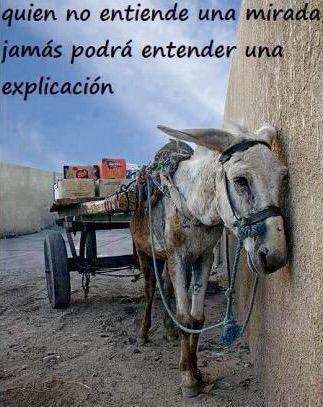 isaacBIOvega tweet picture
