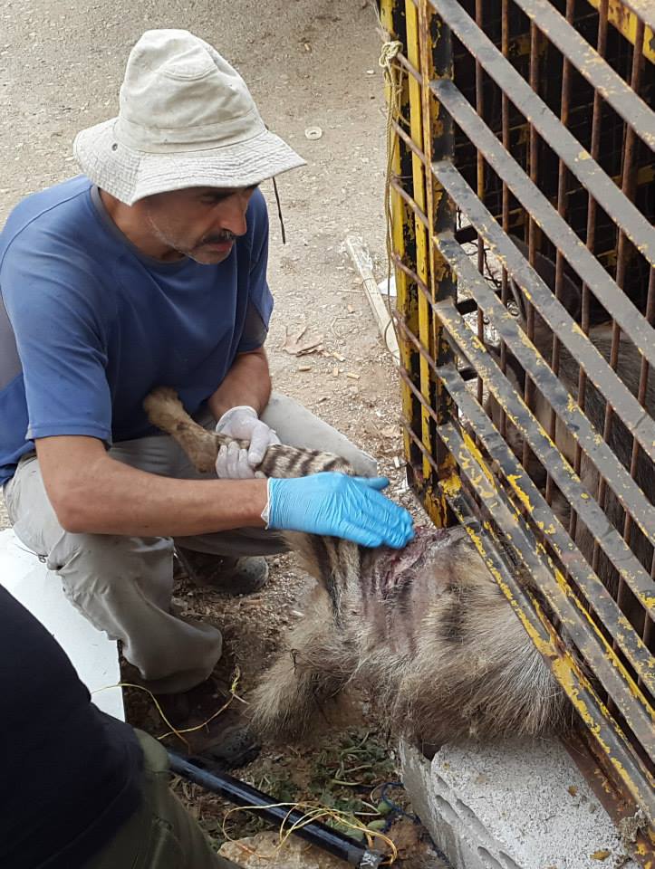 LebanonWildlife's tweet photo. Giving the injured Hyena medicine, antibiotics, and all the necessary treatment needed for his injury #Lebanon http://t.co/i0lVhX0zbW