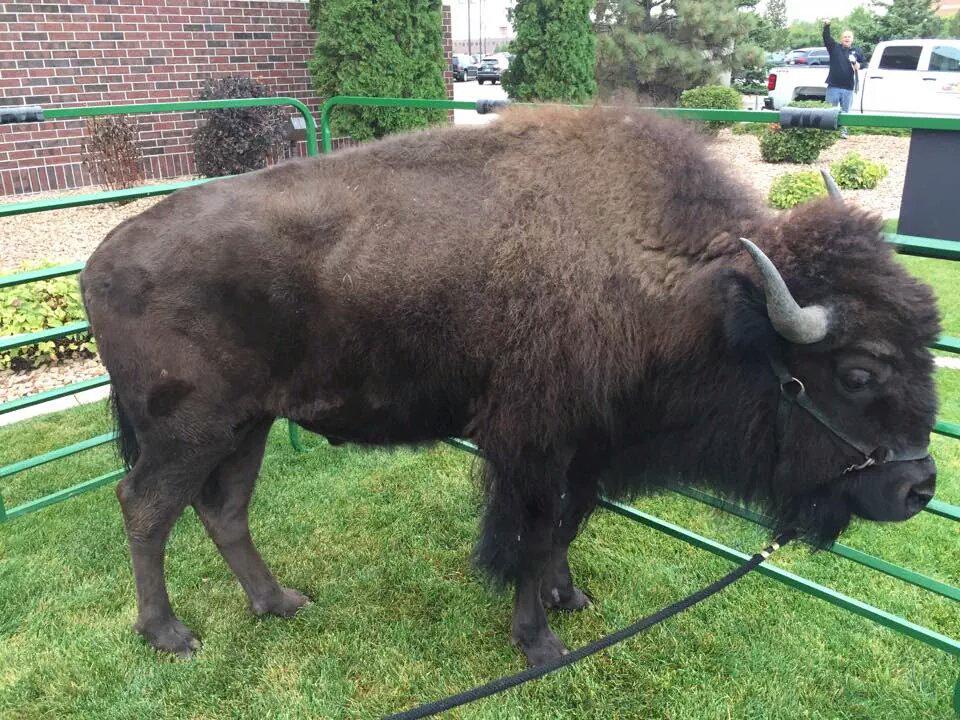 @TheRealLeeCorso <a href="/CollegeGameDay/">College GameDay</a> Corso is ready for the NDSU vs UND game tomorrow!  P.S.- I think he misses you guys!