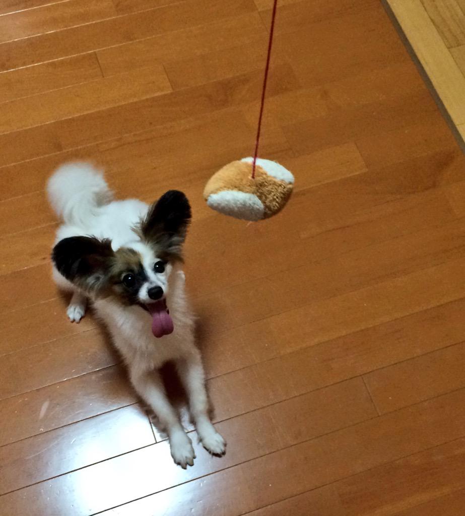 犬釣り Twitter Search 犬釣り Twitter Search