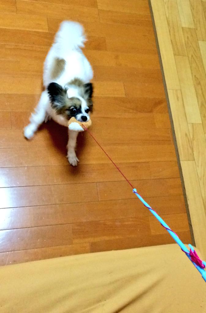 犬釣り Twitter Search Twitter 犬釣り Twitter Search Twitter