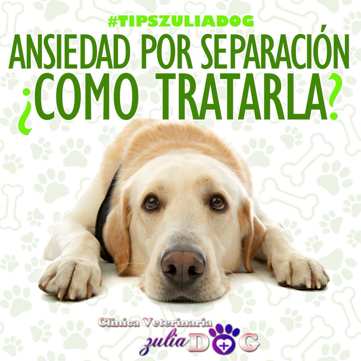 ZuliaDog's tweet image. La ansiedad por separación en tu mascota se puede tratar, descubre como... ow.ly/Sp7UB