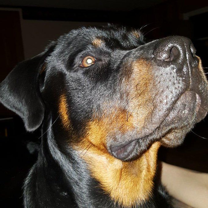 Inked’s pics and videos