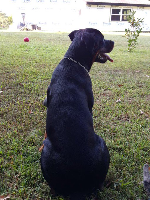 @RottweilerFans my boy  Kaiser Von hause hunink http://t.co/JKsymSp1lW<a class="tags" target="_blank" title="On Twitter" href="/?out=eyJ0eXAiOiJKV1QiLCJhbGciOiJIUzUxMiJ9.eyJpYXQiOjE3MjI5MDU5MjksImlzcyI6InR3cG9ybnN0YXJzLmNvbSIsIm5iZiI6MTcyMjkwNTkyOSwiZXhwIjoxNzU0NDQxOTI5LCJyZWRpcmVjdF91cmwiOiJodHRwczovL3R3aXR0ZXIuY29tL1JvdHR3ZWlsZXJGYW5zIn0.yM0Ndj1PajyyNY4eZSnPIyLo8ro9itjPxvGmoE2PDu6q6fumFN6-t4c1jkspxa4Lwpe_GovF8V2x5C0VdrTZ_Q">@RottweilerFans</a><a href="/tag/puppy"class="tags"><span>#puppy</span></a><a href="/tag/puppylove"class="tags"><span>#puppylove</span></a><a href="/tag/rottweiler"class="tags"><span>#rottweiler</span></a><a href="/tag/rottweilerpuppy"class="tags"><span>#rottweilerpuppy</span></a>