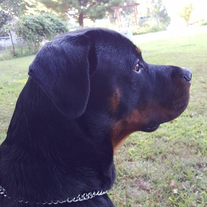 Kaiser von hause hunink http://t.co/jEJyDFUhaI<a href="/tag/newprofilepic"class="tags"><span>#newprofilepic</span></a>