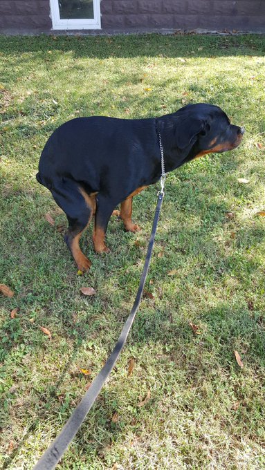 @RottweilerFans my boy doing his biz. http://t.co/qJksHWnJmo<a class="tags" target="_blank" title="On Twitter" href="/?out=eyJ0eXAiOiJKV1QiLCJhbGciOiJIUzUxMiJ9.eyJpYXQiOjE3MjI5MDU5MjksImlzcyI6InR3cG9ybnN0YXJzLmNvbSIsIm5iZiI6MTcyMjkwNTkyOSwiZXhwIjoxNzU0NDQxOTI5LCJyZWRpcmVjdF91cmwiOiJodHRwczovL3R3aXR0ZXIuY29tL1JvdHR3ZWlsZXJGYW5zIn0.yM0Ndj1PajyyNY4eZSnPIyLo8ro9itjPxvGmoE2PDu6q6fumFN6-t4c1jkspxa4Lwpe_GovF8V2x5C0VdrTZ_Q">@RottweilerFans</a><a href="/tag/puppy"class="tags"><span>#puppy</span></a><a href="/tag/puppylove"class="tags"><span>#puppylove</span></a><a href="/tag/rottweiler"class="tags"><span>#rottweiler</span></a><a href="/tag/rottweilerpuppy"class="tags"><span>#rottweilerpuppy</span></a>