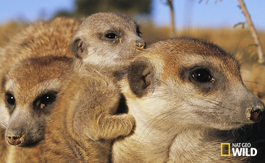 NatGeoAnimals's tweet photo. Meerkat fathers &amp; siblings help females raise their young, teaching them to play, forage &amp; seek cover #WorldsWeirdest http://t.co/Ml2V4kTPKa