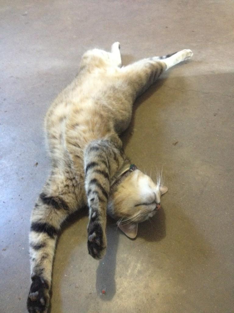 I wish I could sleep as well as my cat.  #BarnCatOtisKeen