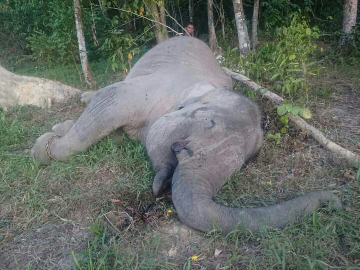 om_angger's tweet photo. Yongki (30) gajah jinak di Pos Pemerihan TNBBS tewas dibunuh dan gadingnya dicuri kemarin pagi. #RIPYongki http://t.co/vi4zVTjQLI