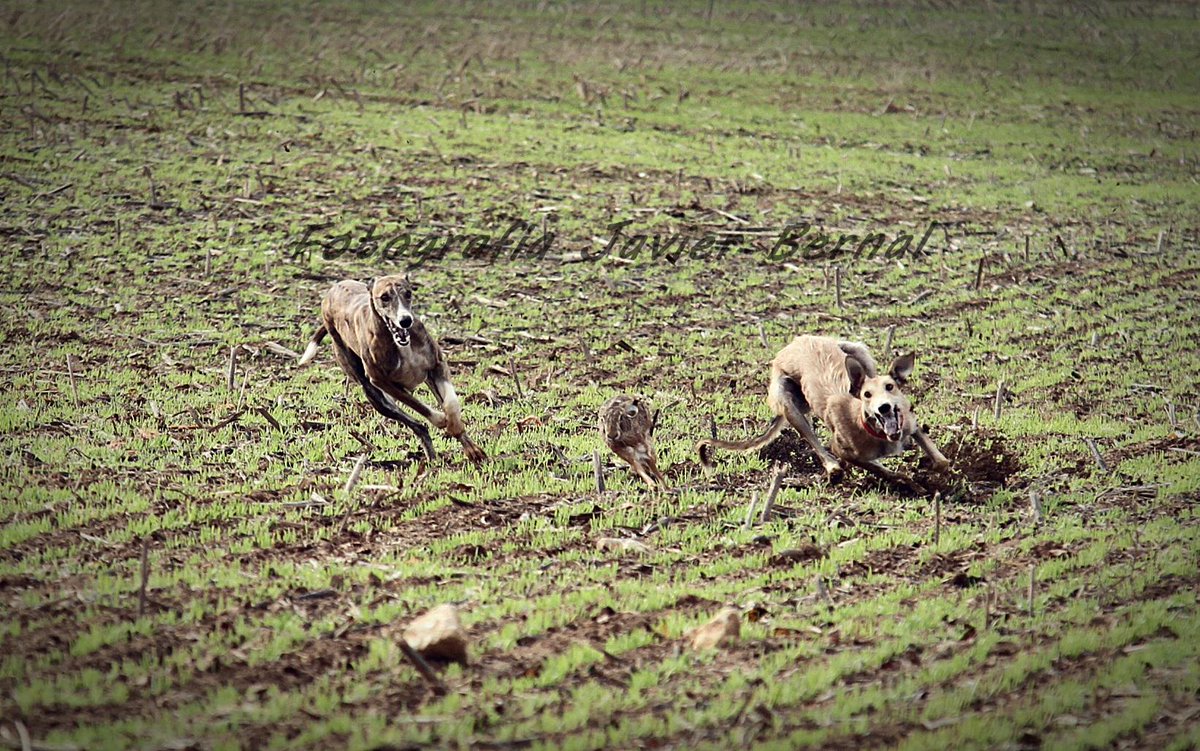 YA VA QUEDANDO MENOS......YA VA QUEDANDO MENOS......