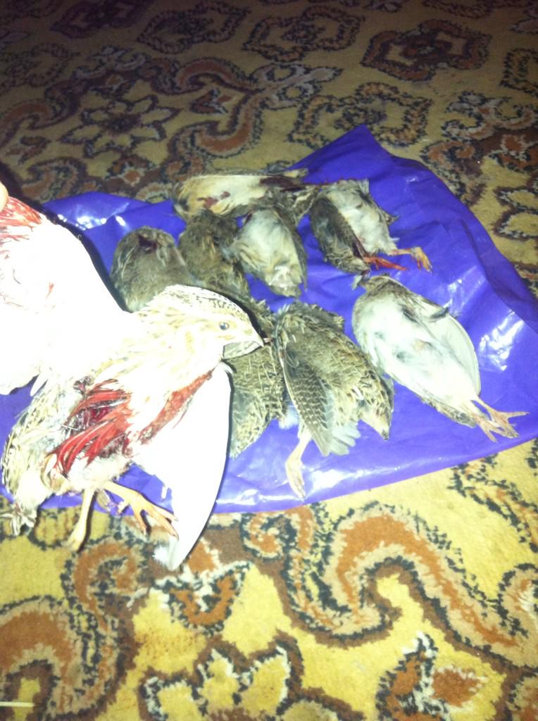 00mAldehane's tweet photo. صيد اليوم اسبت http://t.co/RShzFqMaFy
