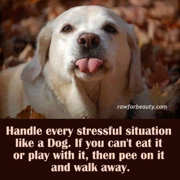 Handle stress like a dog...
