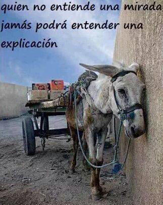 KeyLordWeb's tweet photo. Quien no entiende una mirada jamas podrá entender una explicación 
RT #NoAlMaltratoAnimal #Keylordweb #Joomla #HTML5 http://t.co/jQkVxGiXqS