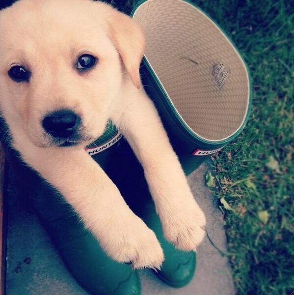 #Cuteness tweet media