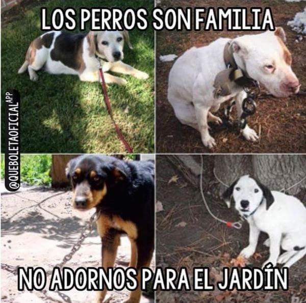 RAMARTIBE's tweet photo. RT X FA AMANTES DE LOS ANIMALES. . http://t.co/OET3vDLvRc