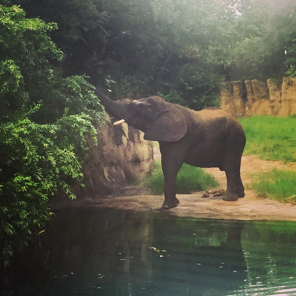 DisneyWBloggers's tweet image. #disneyworld #WaltDisneyWorld #Disney #WDW #safari #elephant #AnimalKingdom #blog #blogger #follow 🐘