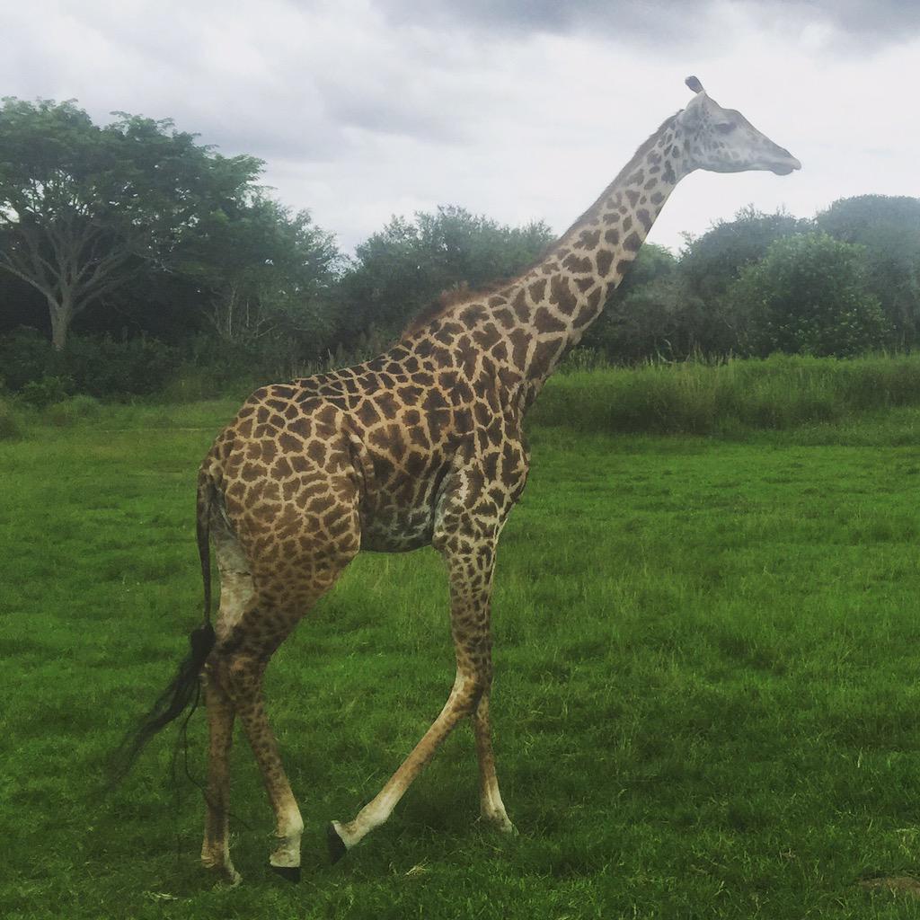 DisneyWBloggers's tweet image. #giraffe #animal #AnimalKingdom #Disney #disneyworld #WDW #WaltDisneyWorld #blog #blogger #safari #follow