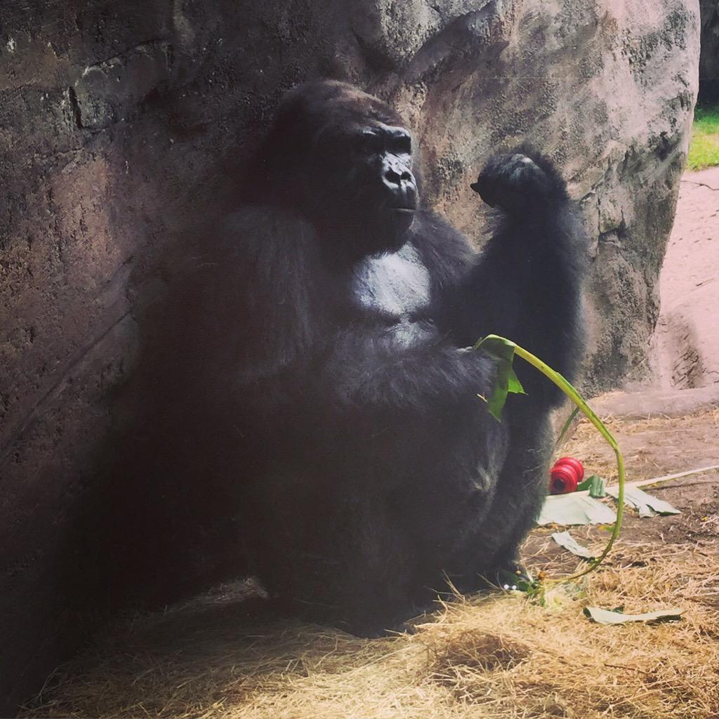 DisneyWBloggers's tweet image. #gorilla #animal #AnimalKingdom #Disney #WDW #WaltDisneyWorld #disneyworld #follow #blog #blogger 🐒