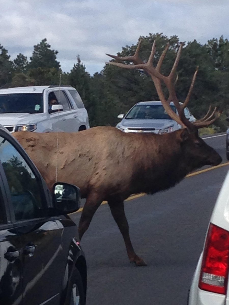 azcentral's tweet photo. #AZproblems: When you're trying to see Grand Canyon but an elk causes a traffic jam http://t.co/maZjU2gxEh #AZ365 http://t.co/SoqMBneHCE