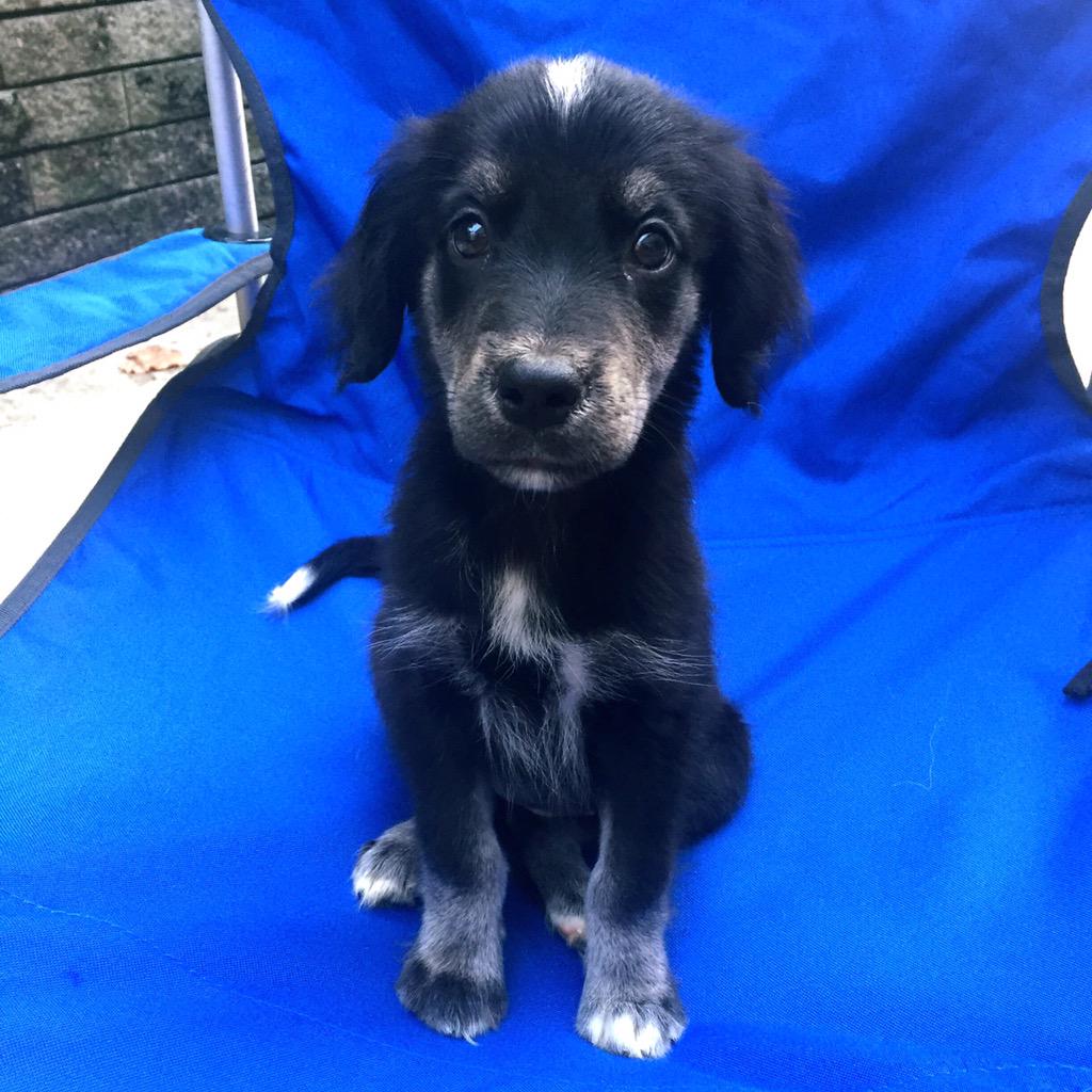 JBrand_Media's tweet photo. Been a crazy few months but I rescued a new puppy so theres that...
🐶😍 #KahluaMinaj http://t.co/qKd2UwkOkn