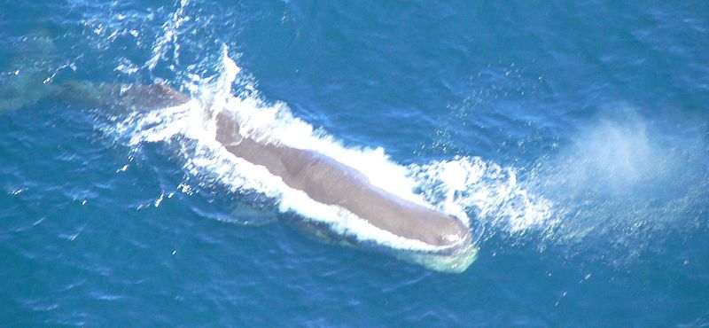 lmangosteen's tweet photo. #MH370 #AF642 Sperm Whale Freediving in the Indian Ocean at Mauritius https://t.co/V5YV92hQkq via @YouTube http://t.co/NDjygHCoc2