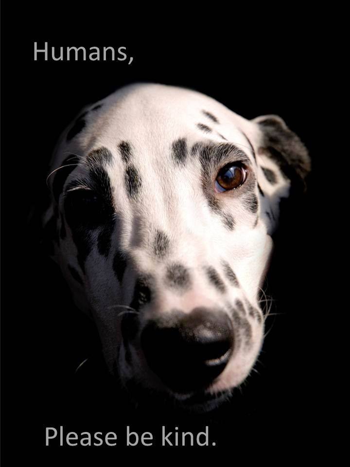 Adaya77's tweet image. We have the power2define LOVE #InTHEimage @CarolineKennedy #tweet4taiji #tweet4dolphins @JVM @WAZA @JAZA @Retrogirl01