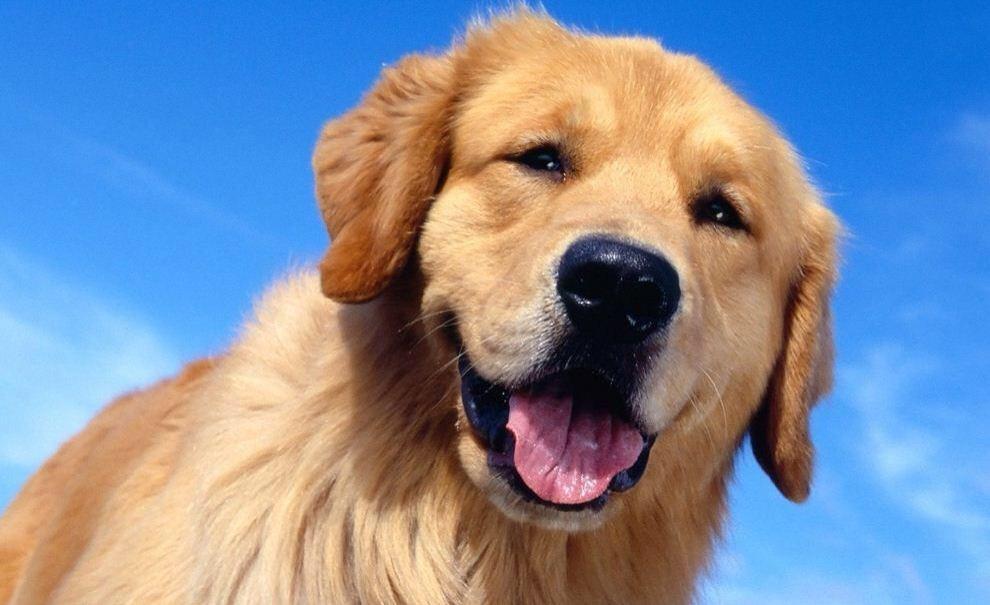 TypicalDogs's tweet image. 