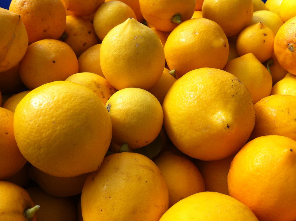 evelynedeleeuw's tweet photo. Harvested ~600 #lemons. Suggestions beyond #limoncello #lemondelicious #lemonchicken #lemonade ? http://t.co/ekO9z1H5Ss