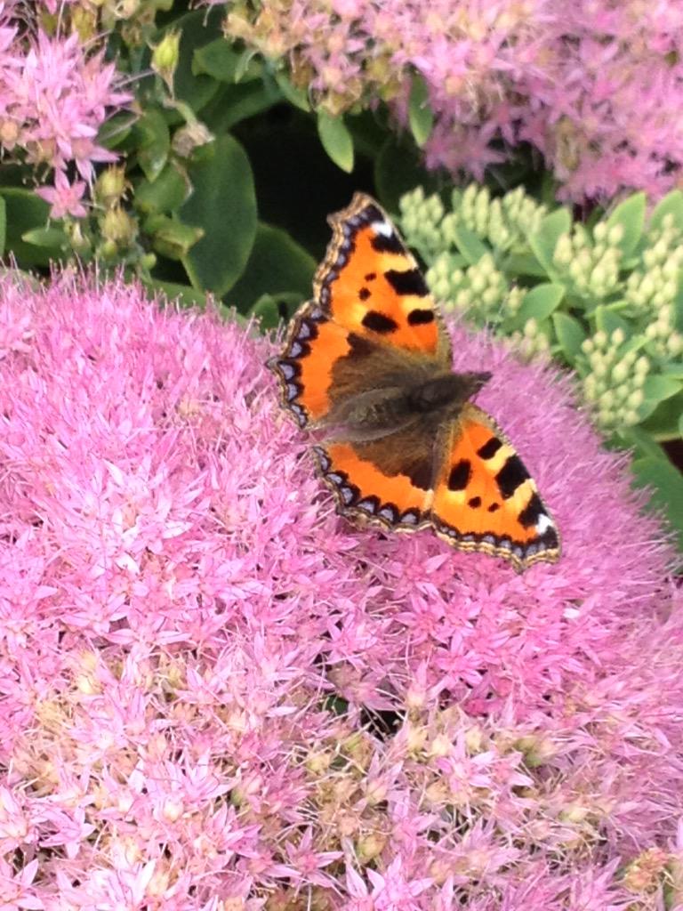 IrishGardening's tweet photo. Tortoiseshell Butterfly on my Sedum Spectabile Brilliant. #butterfly #dublin #gardening #biodiversity #HiAutumn http://t.co/H0EkRWknUH