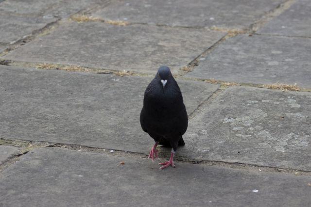 BrianPigeon's tweet photo. Foot tapping can be great to watch, but not if the performer has absolutely no rhythm #giveitup #pigeonsgotnotalent http://t.co/xYxT8su8Ph
