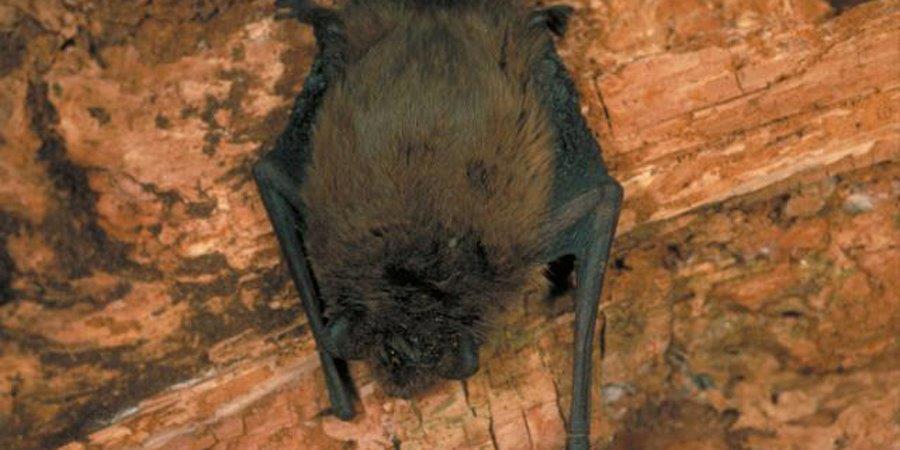 If you're visiting your local canal or river this weekend, keep an eye out for amorous #bats! ow.ly/Sm1YU