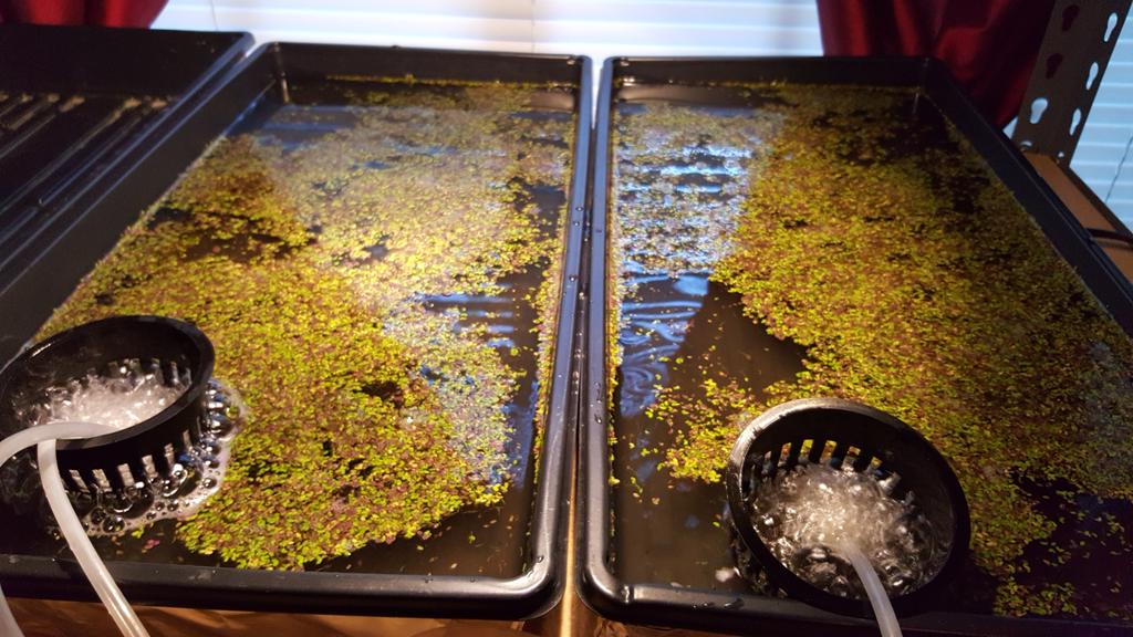 OASIS_FARMS's tweet photo. Lemna minor (duckweed). Exponential growth after 24hrs period in nutrient rich water. http://t.co/OGoH9EXujQ