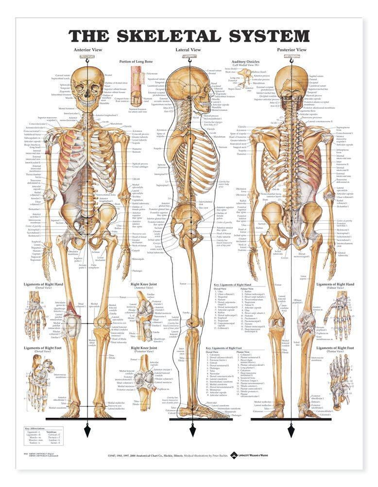 skeletology's tweet image. Studying the skeletal system: expectations vs reality
#PreMedProblems