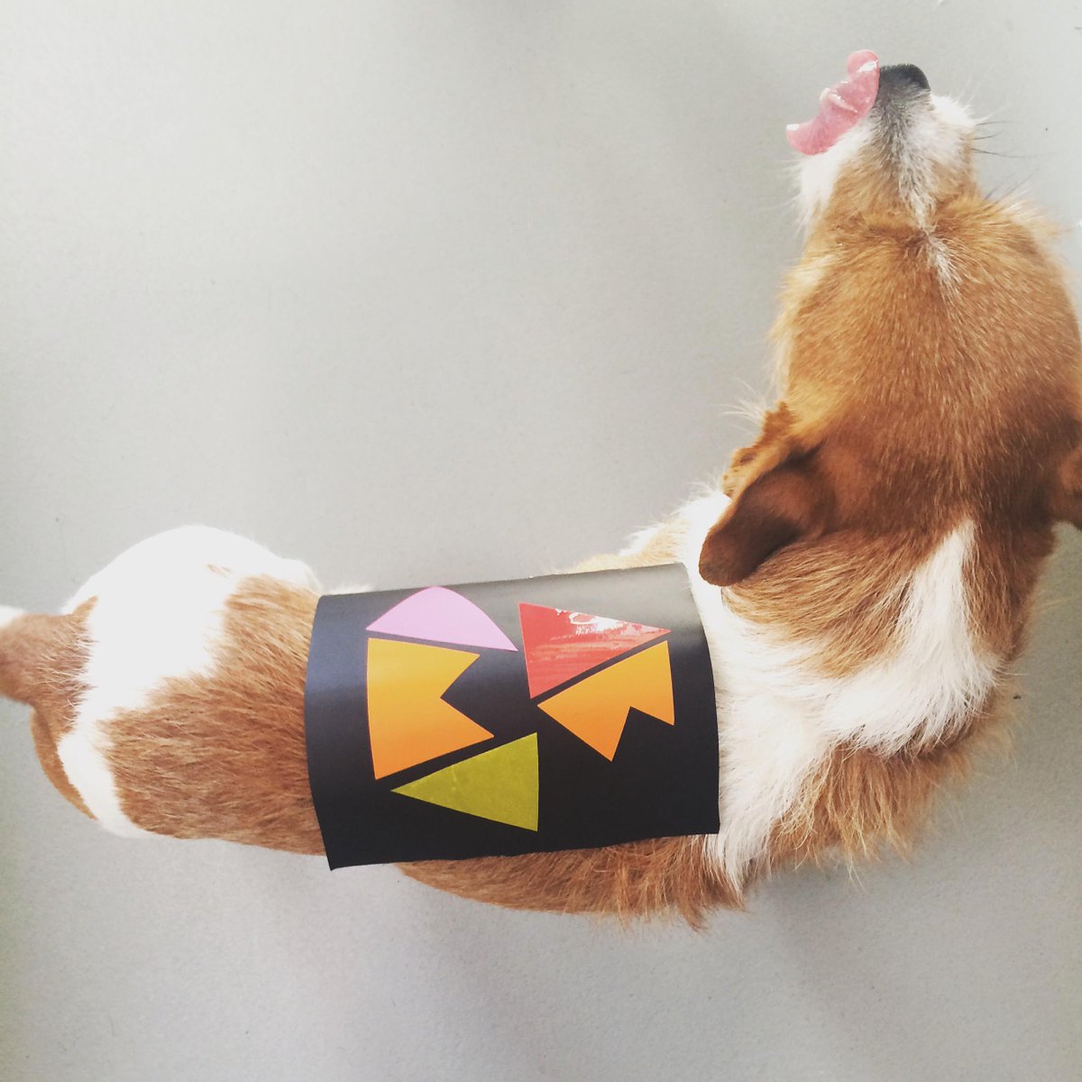TownerGallery's tweet photo. #Abstract dog is ready for #ClubAbstract. Are you? Doors at 8.30pm tonight. http://t.co/W7iPCtDfUG http://t.co/yFPgNGL9LI