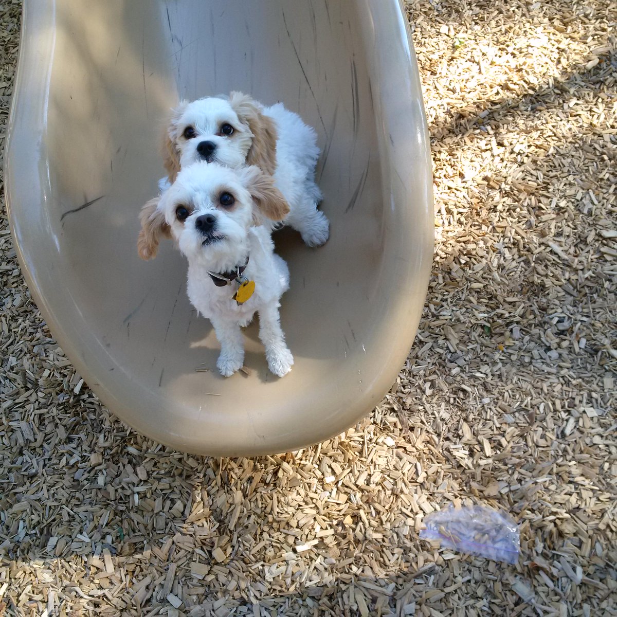 KirbyPFriend's tweet photo. I love sliding down the slide with my brother @MaximusFriend! #PuppyTime #ParkDay #BrotherFun #Puppies http://t.co/D1MAzK6Kqd