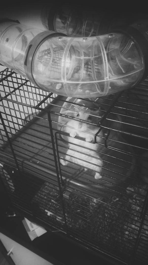 BardtPhoto's tweet photo. Let me out! I want to party toooo! #koenenannemarijn2015 http://t.co/ZBdl90LQ1H