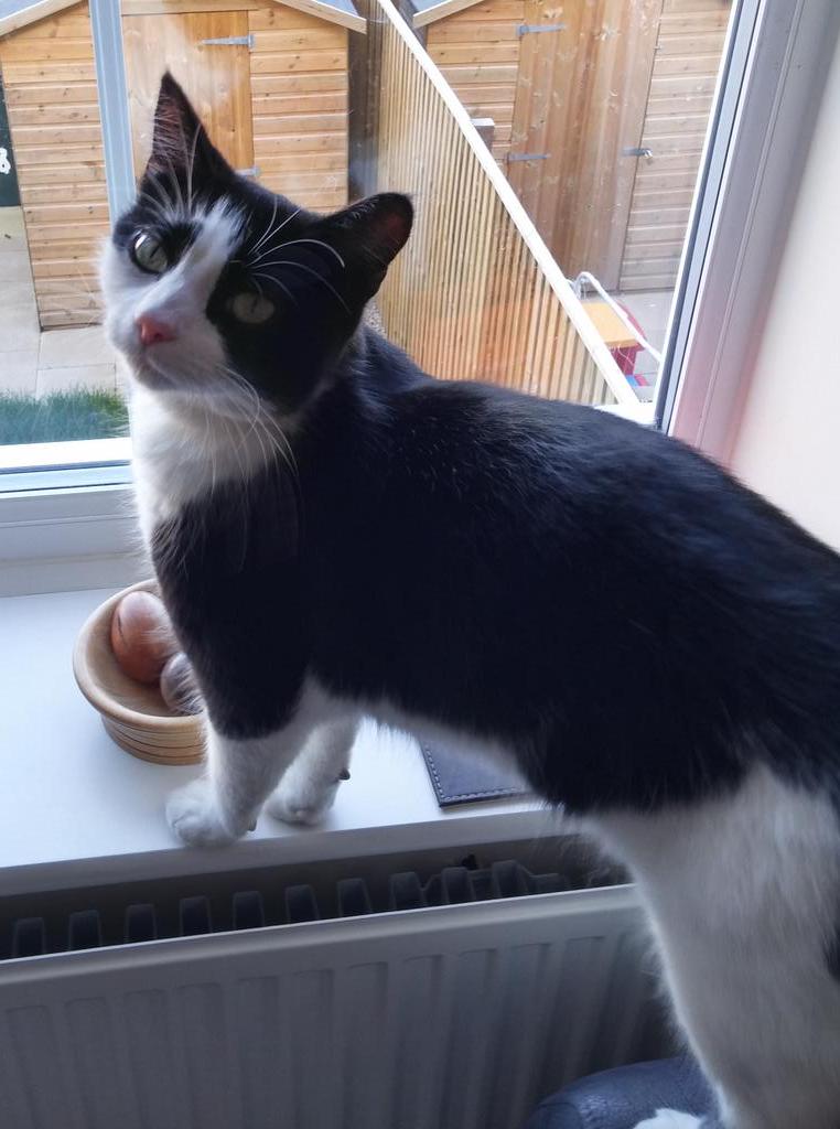 RoytheFurryBoy's tweet photo. Up to no good #mischievousboy http://t.co/t57cbDRBRX