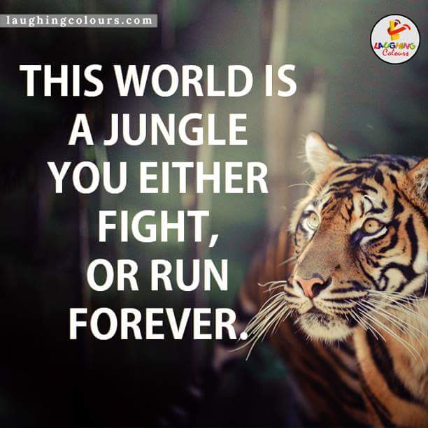 brkzai's tweet image. 