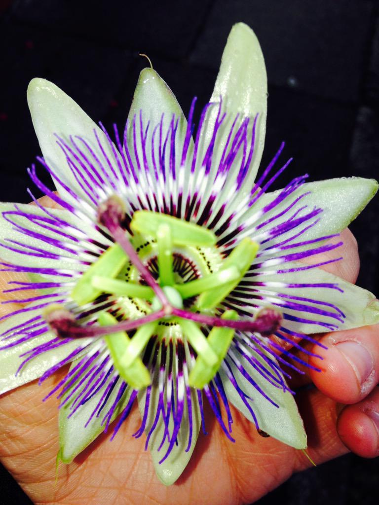 milgabw's tweet photo. This is the weirdest/coolest flower ever http://t.co/JEQkBX8RTR