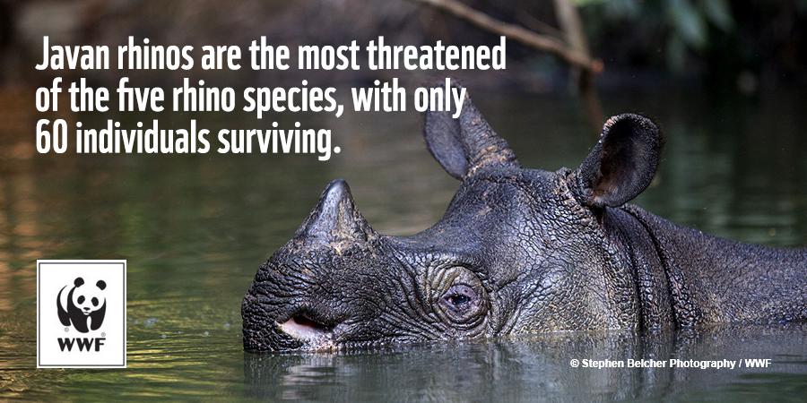This is one of the rarest large mammals on the planet, the Javan rhino panda.org/javanrhino #RarestRhino