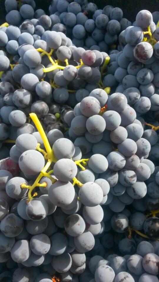 luppetto69's tweet photo. Vendemmia 2015 ... #cannonau #redwine  #ogliastra #sardinia #italy http://t.co/k4VJKbzgwy
