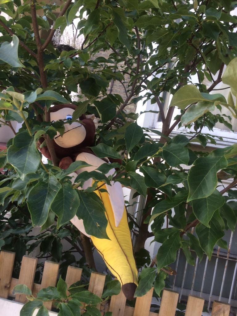 elliefanyinka's tweet photo. I saw this today on my way to the train station. #monkeyinatree #loughboroughjunction #brixton http://t.co/a4BZc9SoHV
